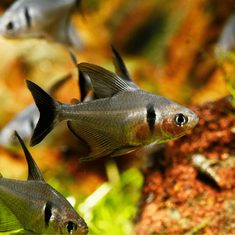 Black Phantom Tetra - Real Aquatics