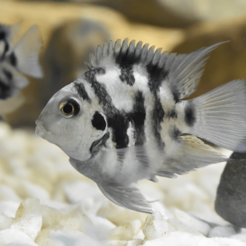 Black & White Parrot Cichlid