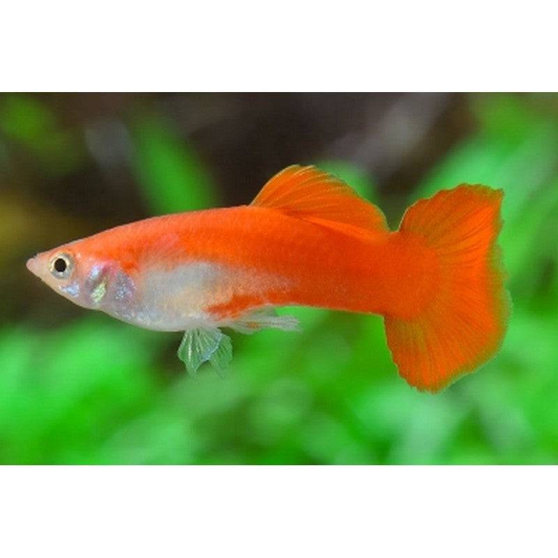 Blonde Red Male Guppy - Real Aquatics