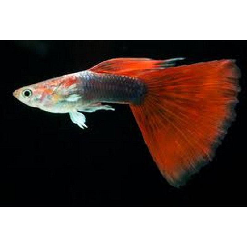 Blonde Red Tuxedo Male Guppy - Real Aquatics