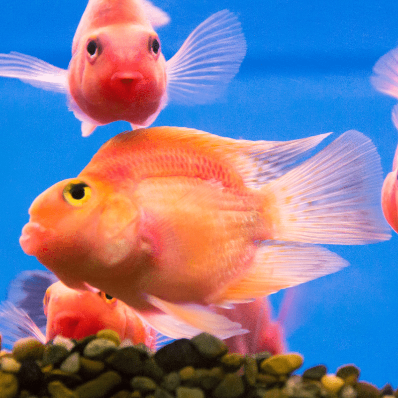 Blood Red Parrot Cichlid