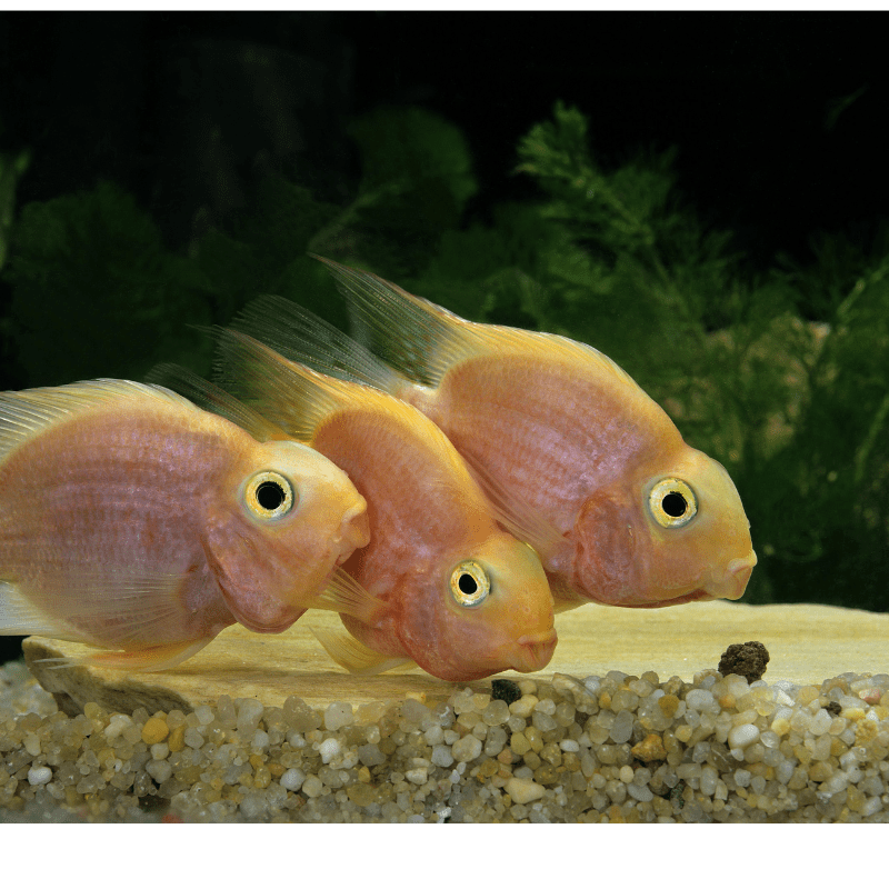 Blood Red Parrot Cichlid