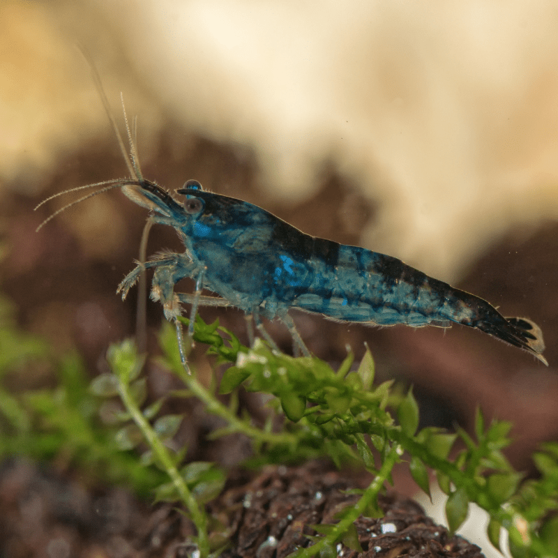 Blue Rili Shrimp Neocaridina Heteropoda - Real Aquatics