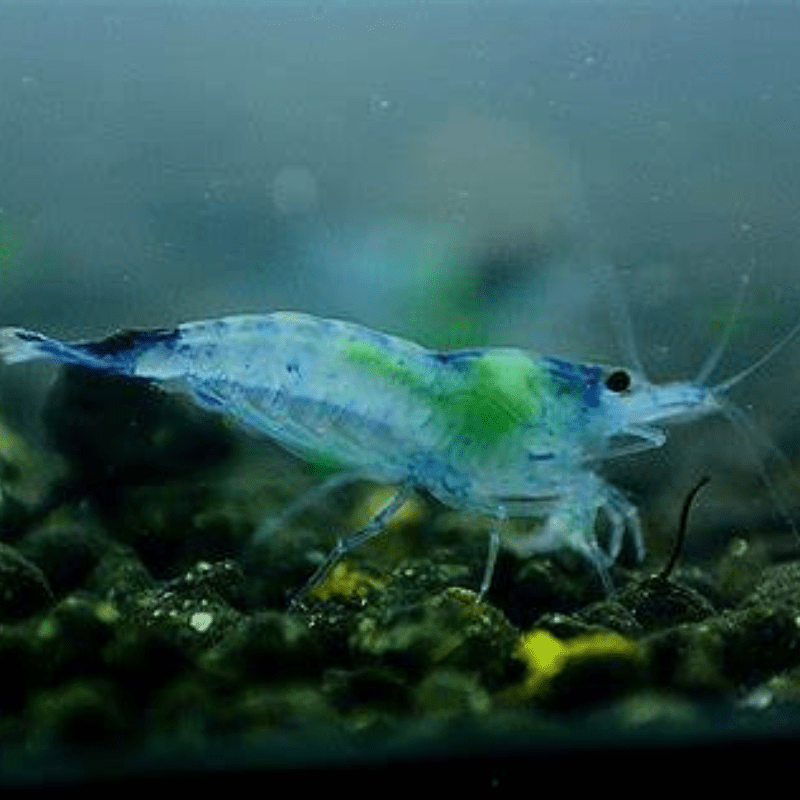 Blue Rili Shrimp Neocaridina Heteropoda - Real Aquatics