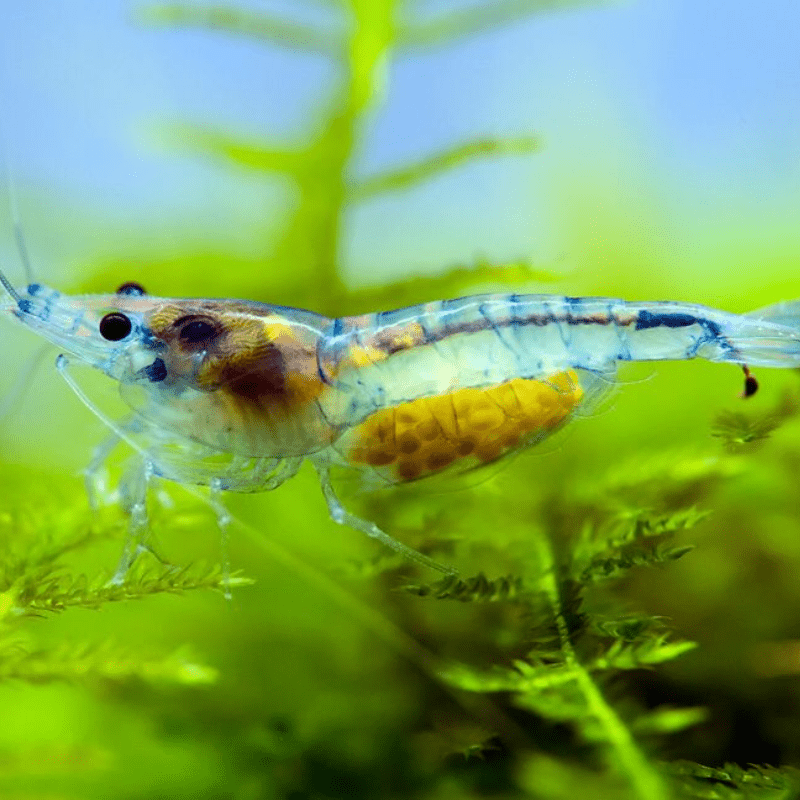 Blue Rili Shrimp Neocaridina Heteropoda - Real Aquatics