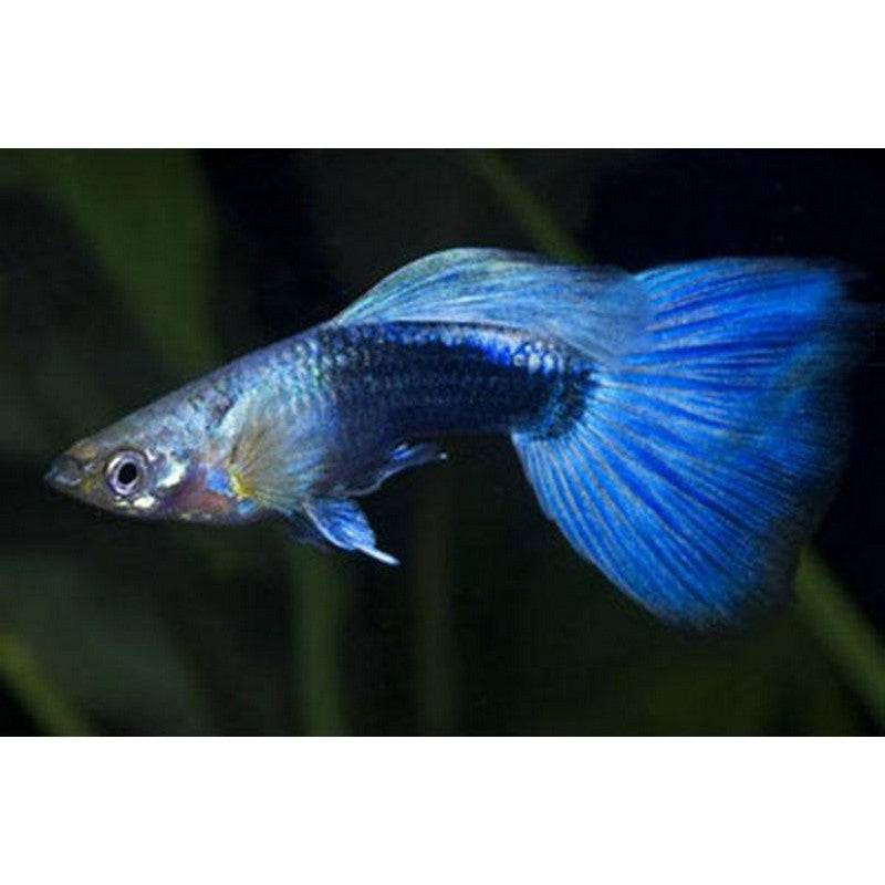 Blue Tuxedo Male Guppy - Real Aquatics