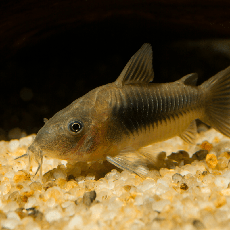 Bronze Corydoras Catfish - Real Aquatics