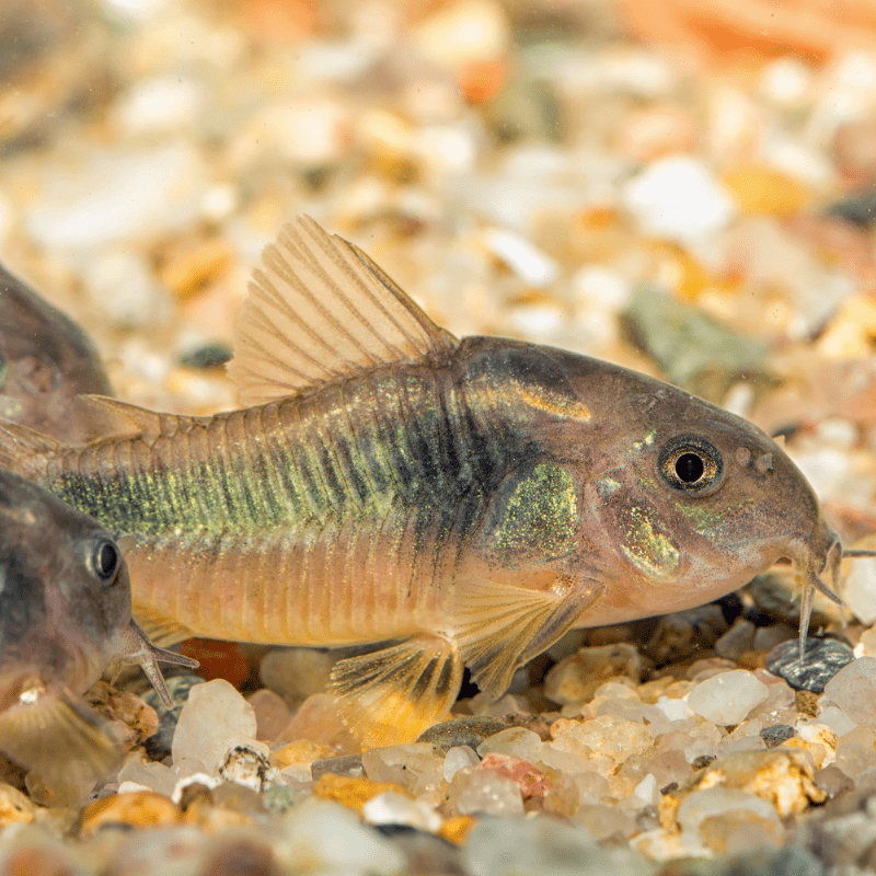 Bronze Corydoras Catfish - Real Aquatics