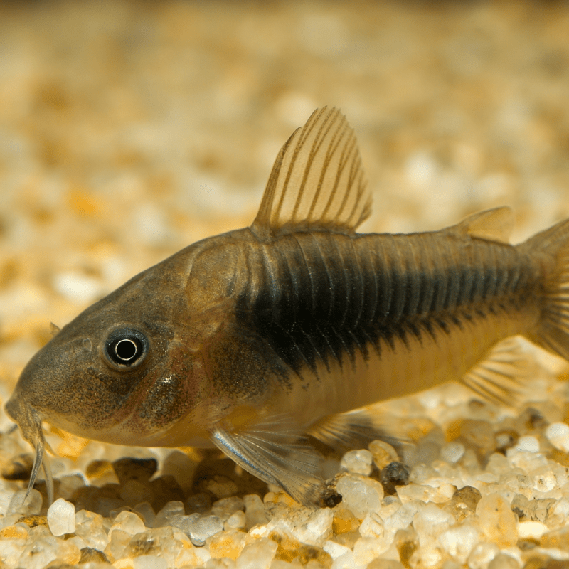 Bronze Corydoras Catfish - Real Aquatics