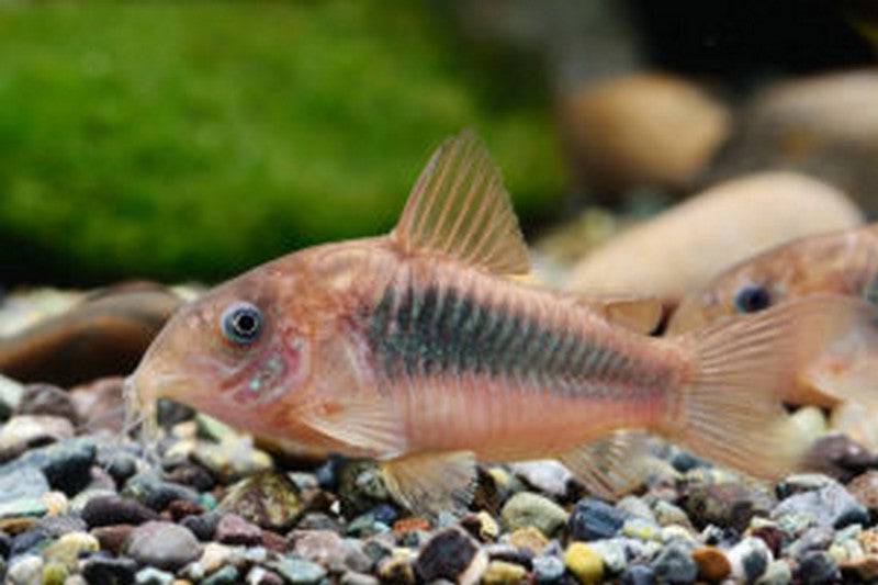 Bronze Corydoras Catfish - Real Aquatics