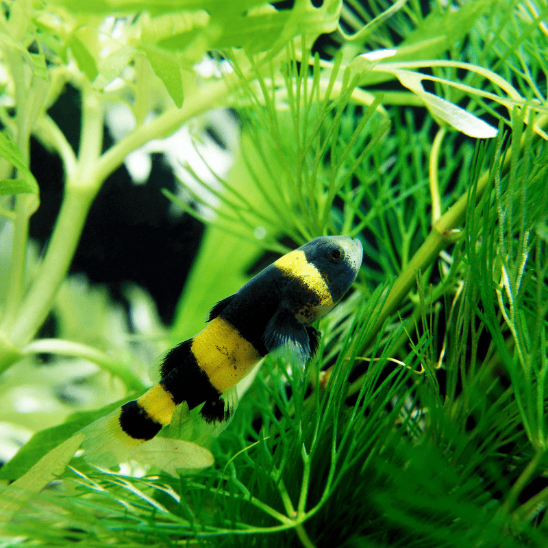 BumbleBee Goby Gobies