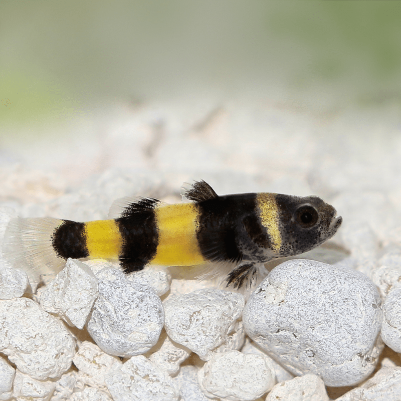 BumbleBee Goby Gobies