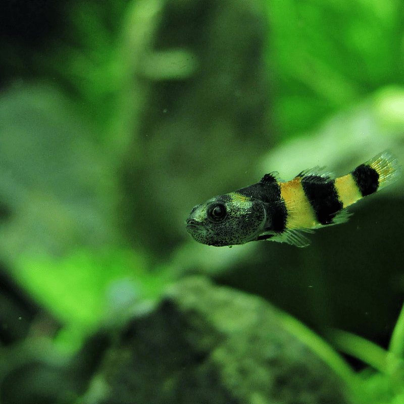 BumbleBee Goby Gobies