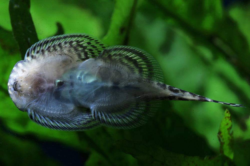 Butterfly Hillstream Loach - Real Aquatics