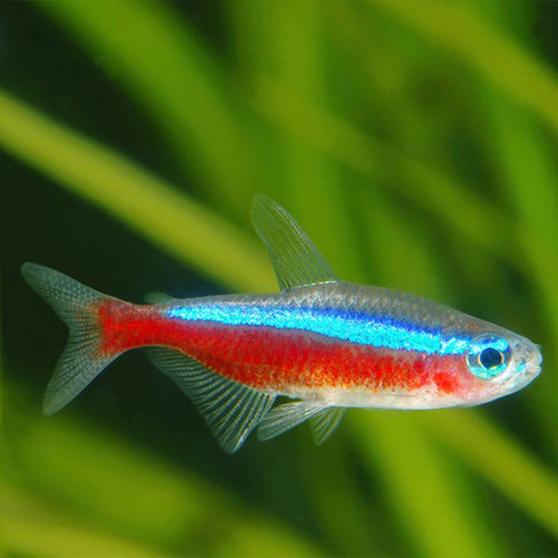 Cardinal Tetra - Real Aquatics