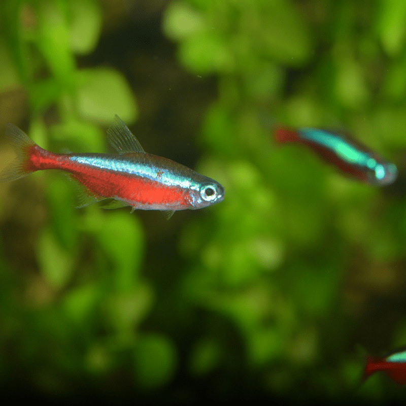 Cardinal Tetra - Real Aquatics