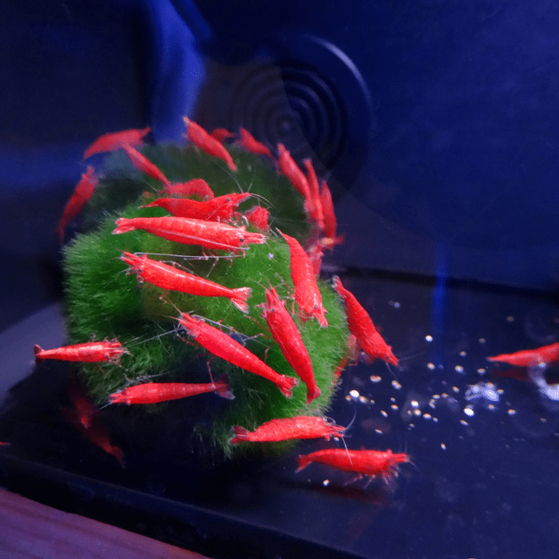 Cherry Shrimp Red - Real Aquatics