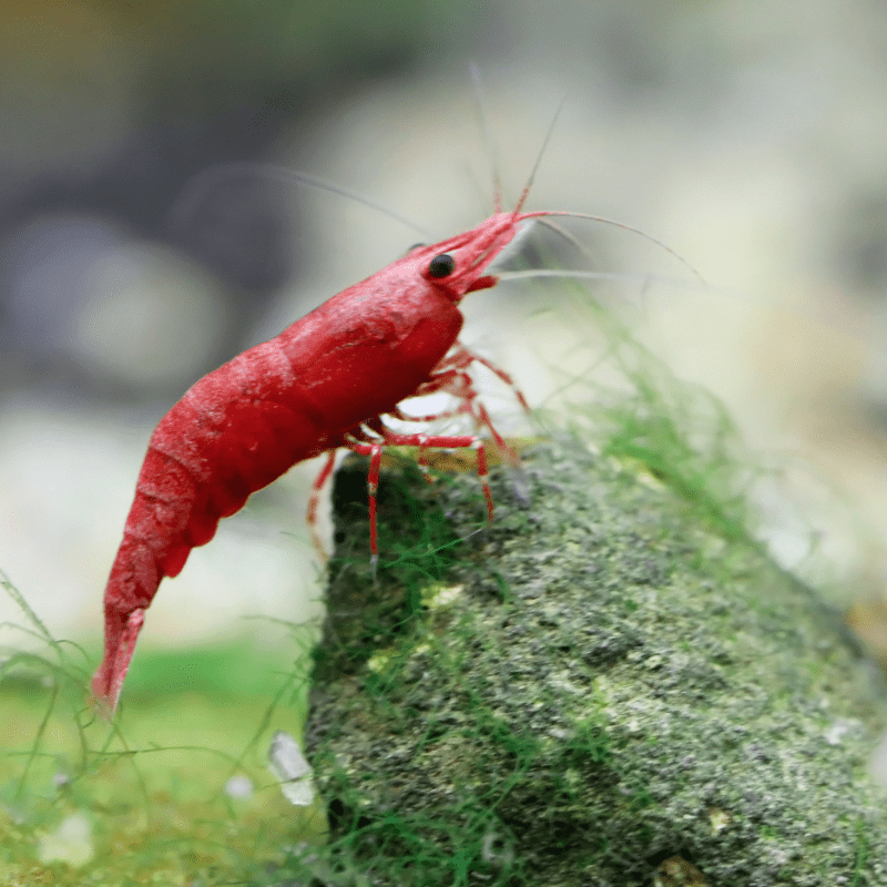 Cherry Shrimp Red - Real Aquatics