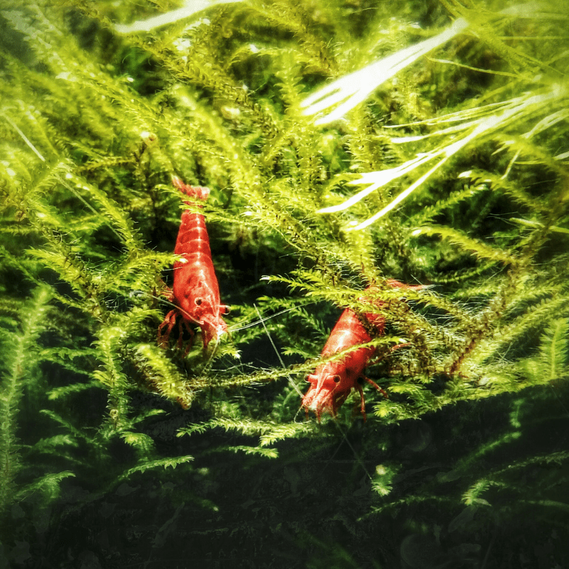 Cherry Shrimp Red - Real Aquatics