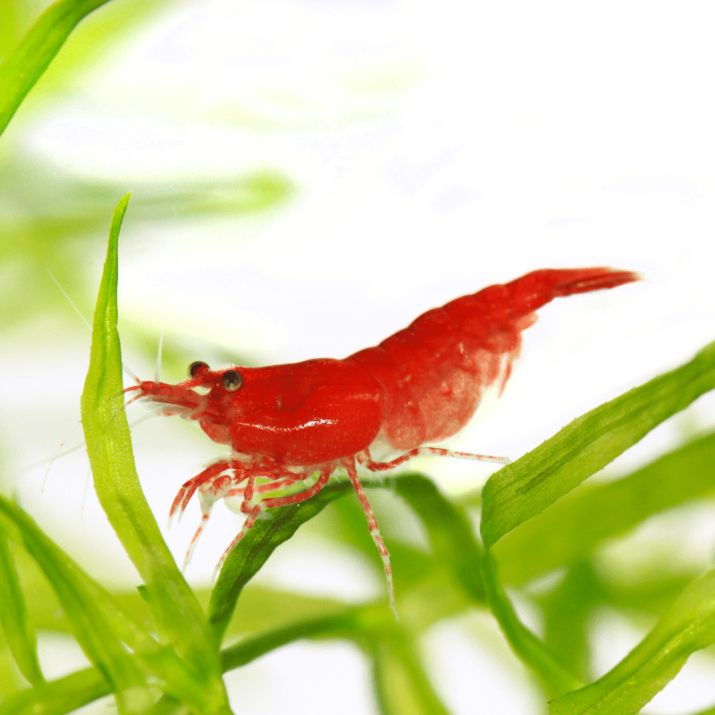 Cherry Shrimp Red - Real Aquatics