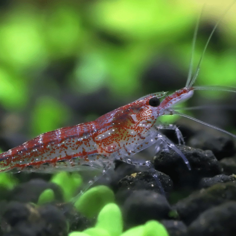 Cherry Shrimp Red - Real Aquatics