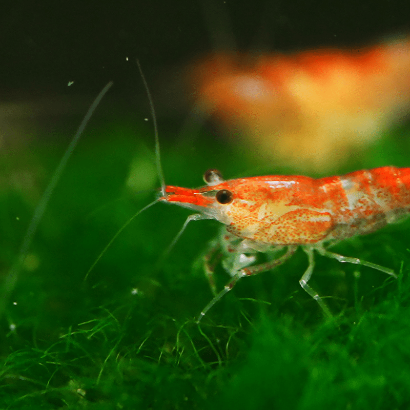 Cherry Shrimp Red - Real Aquatics