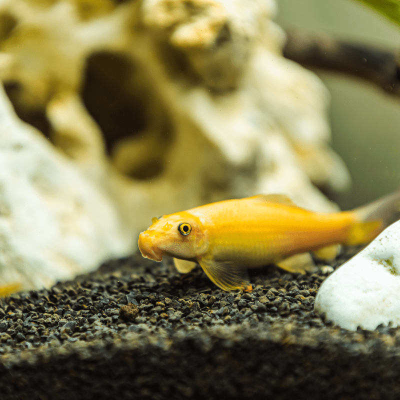 Chinese Algae Eater Golden Sucking Loach - Real Aquatics