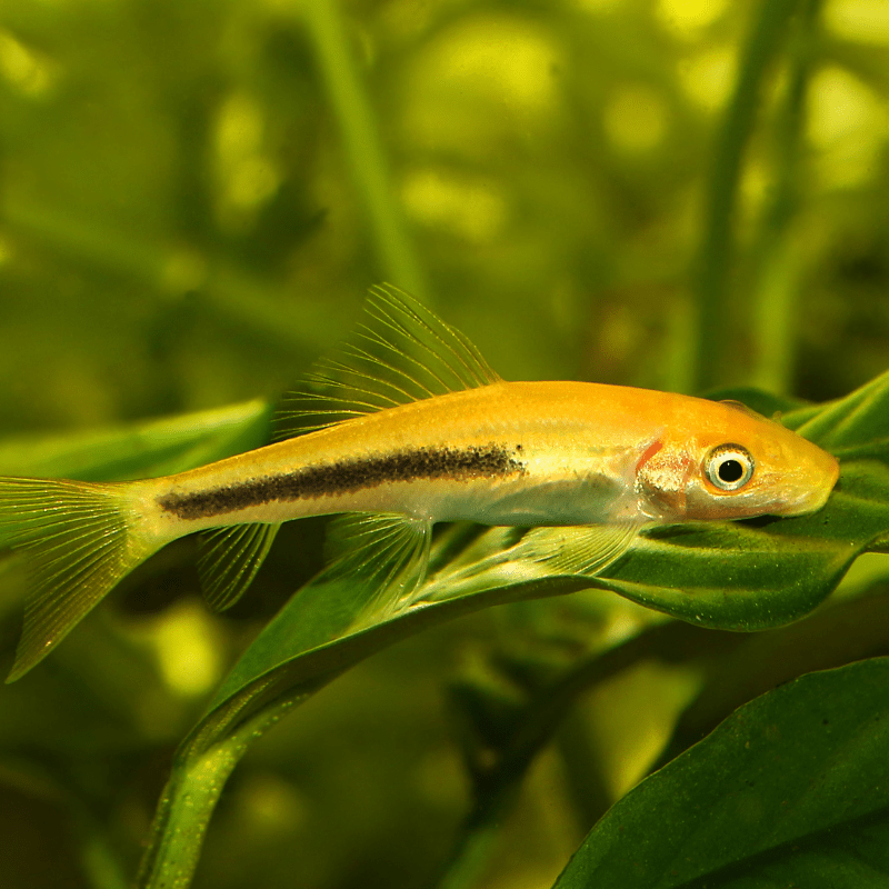 Chinese Algae Eater Golden Sucking Loach - Real Aquatics