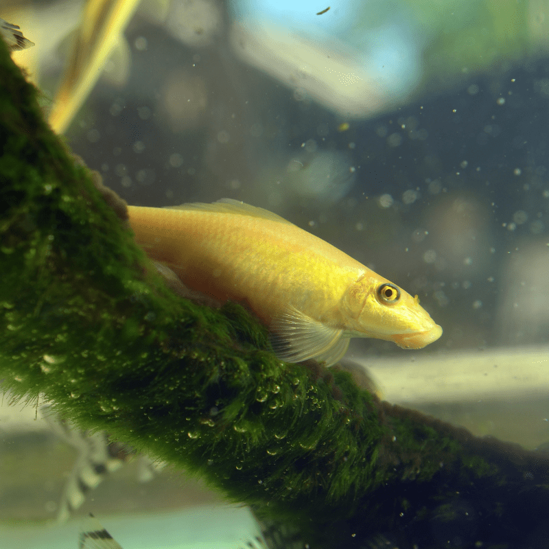 Chinese Algae Eater Golden Sucking Loach - Real Aquatics