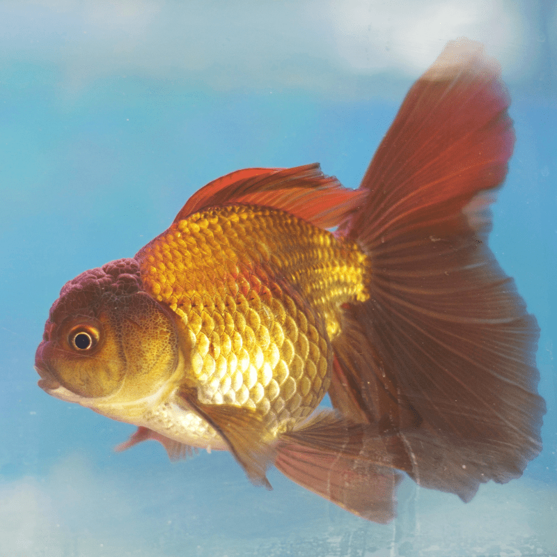 Chocolate / Green Oranda Goldfish 2-3" - Real Aquatics