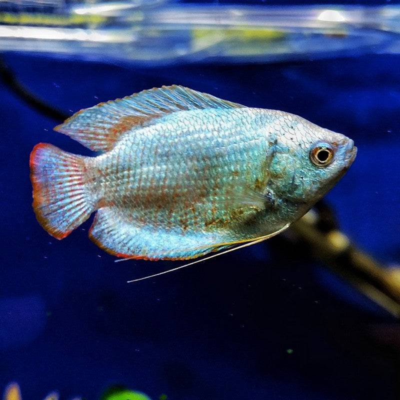 Cobalt Blue Dwarf Gourami - Real Aquatics