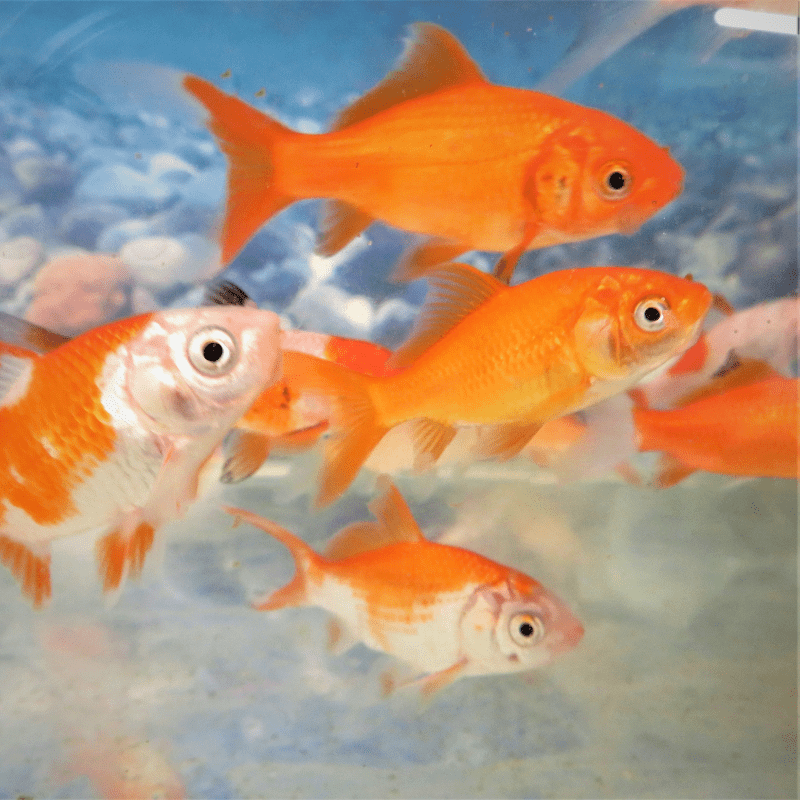 Common Goldfish Assorted Colours 2-3" - Real Aquatics