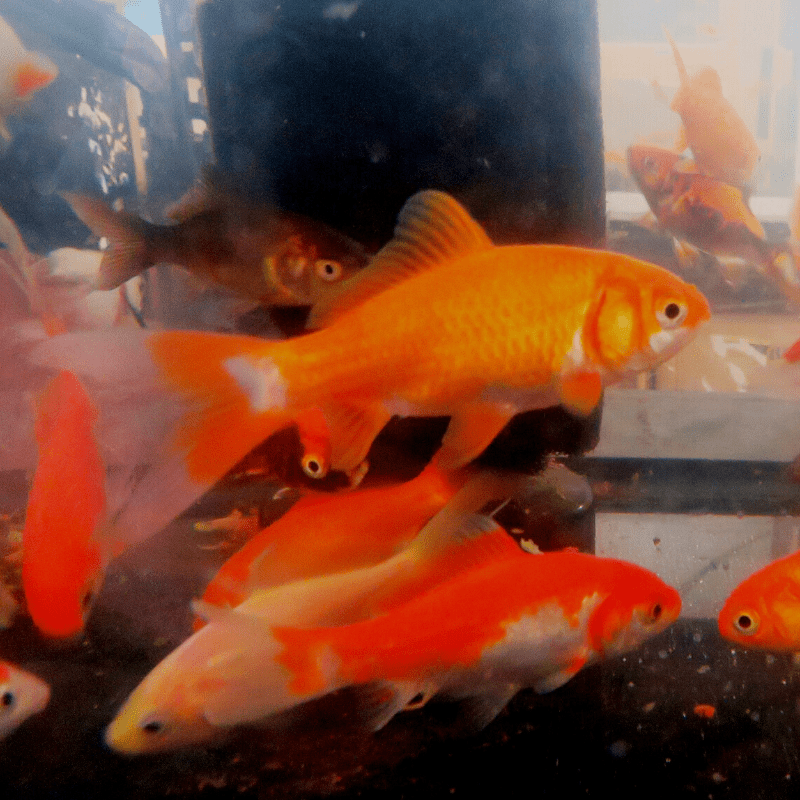 Common Goldfish Assorted Colours 2-3" - Real Aquatics