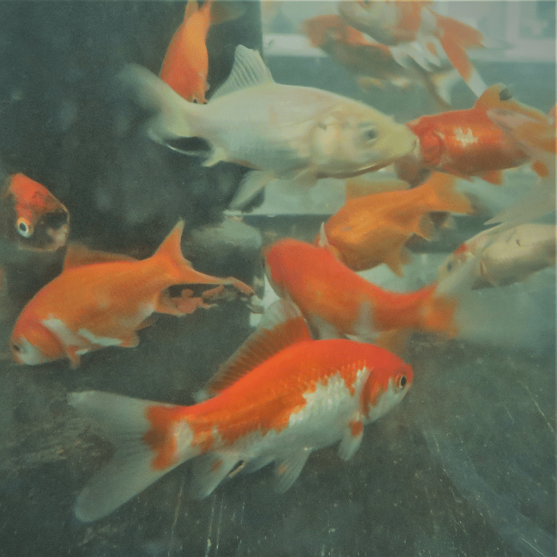 Common Goldfish Assorted Colours 2-3" - Real Aquatics