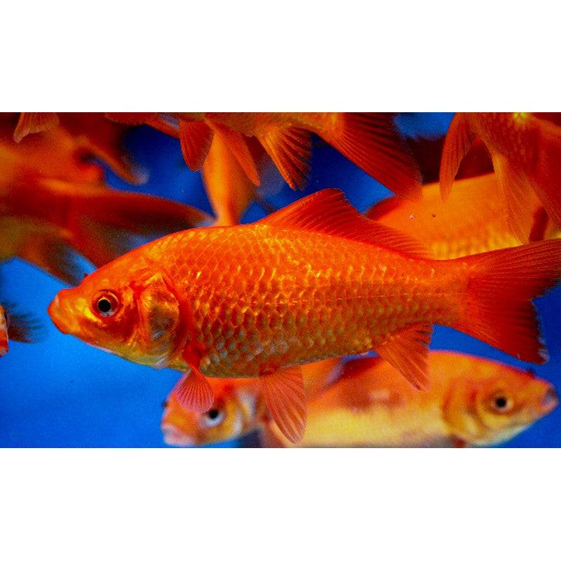 Common Red Comet Goldfish 2-3" - Real Aquatics