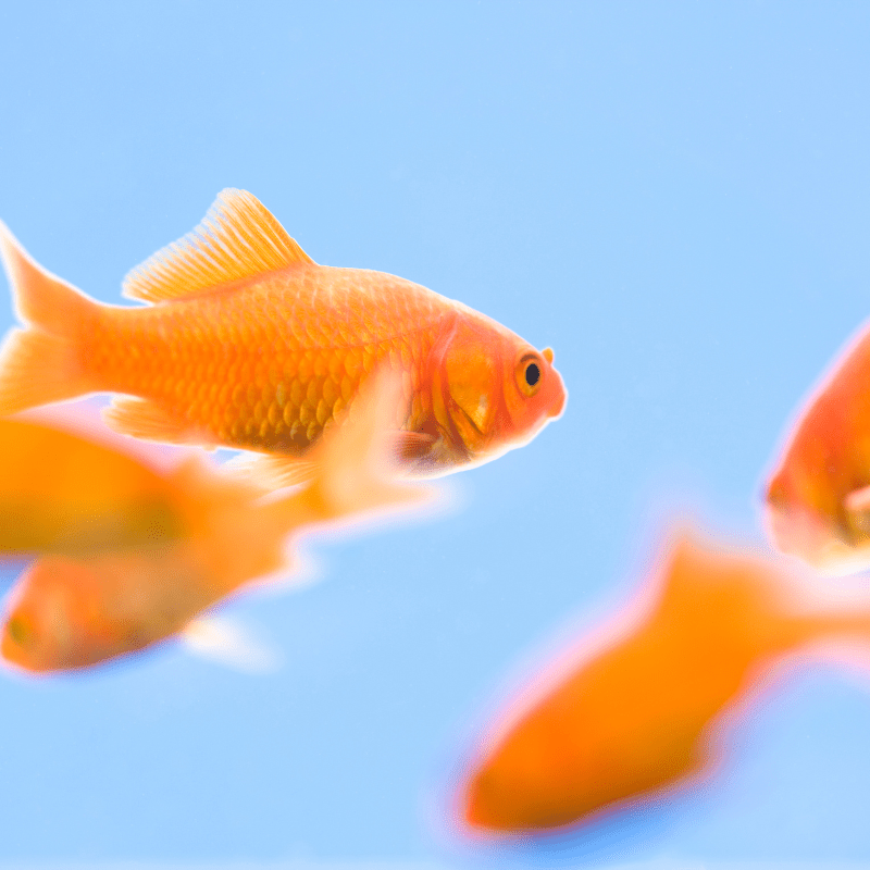 Common Red Comet Goldfish 2-3" - Real Aquatics