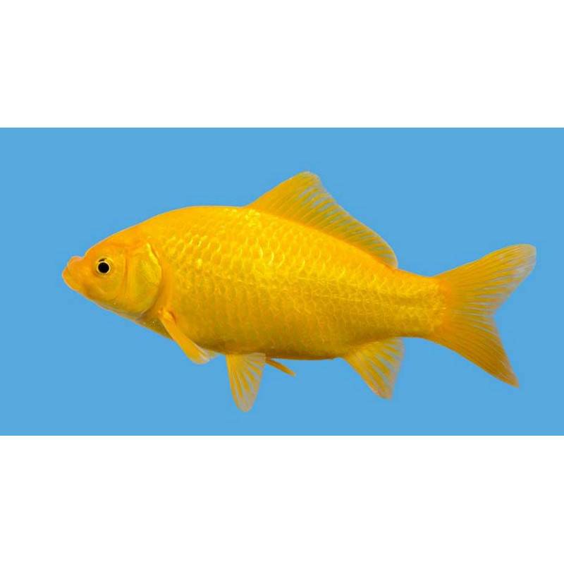 Common Yellow Comet Goldfish - Real Aquatics