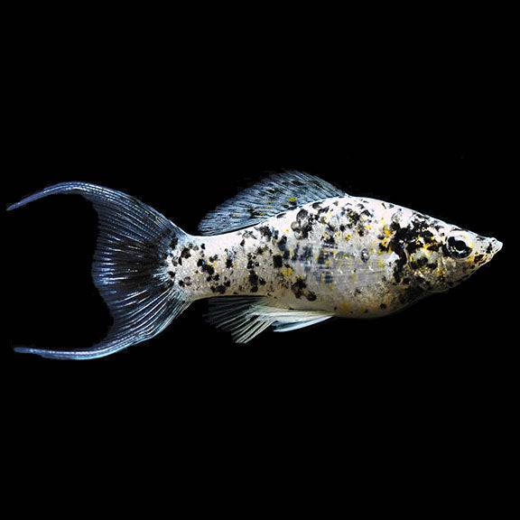 Dalmatian Lyre Tail Molly - Real Aquatics