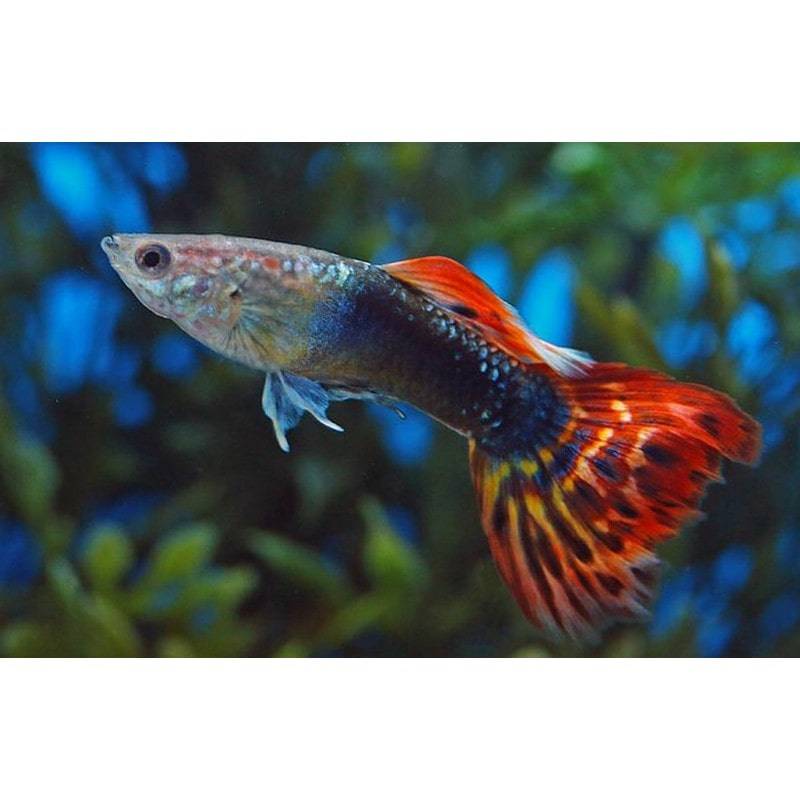 Dragon Tail Male Guppy - Real Aquatics