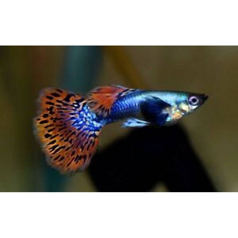 Dumbo Ear Male Guppy - Real Aquatics