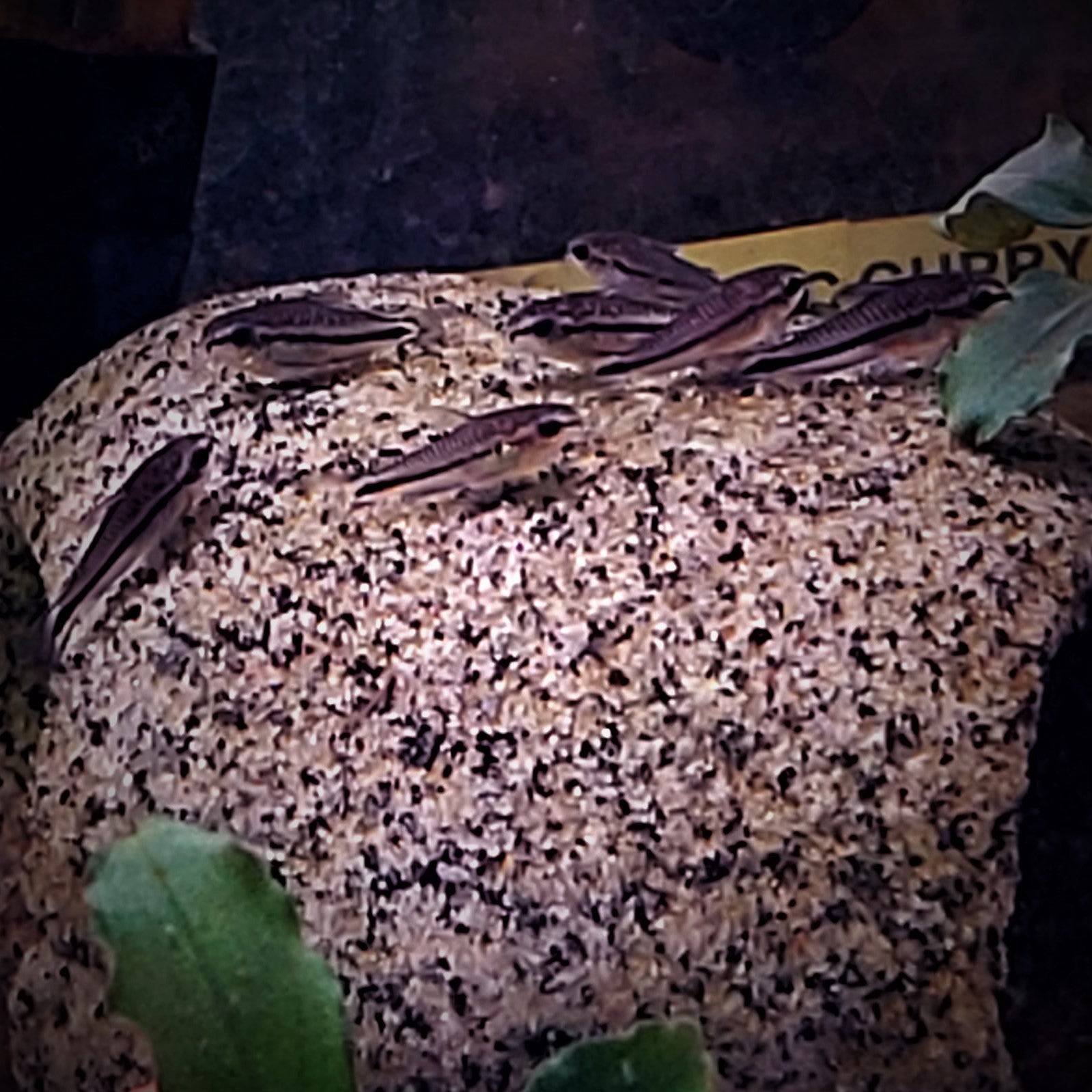 Dwarf Pygmy Corydoras - Real Aquatics