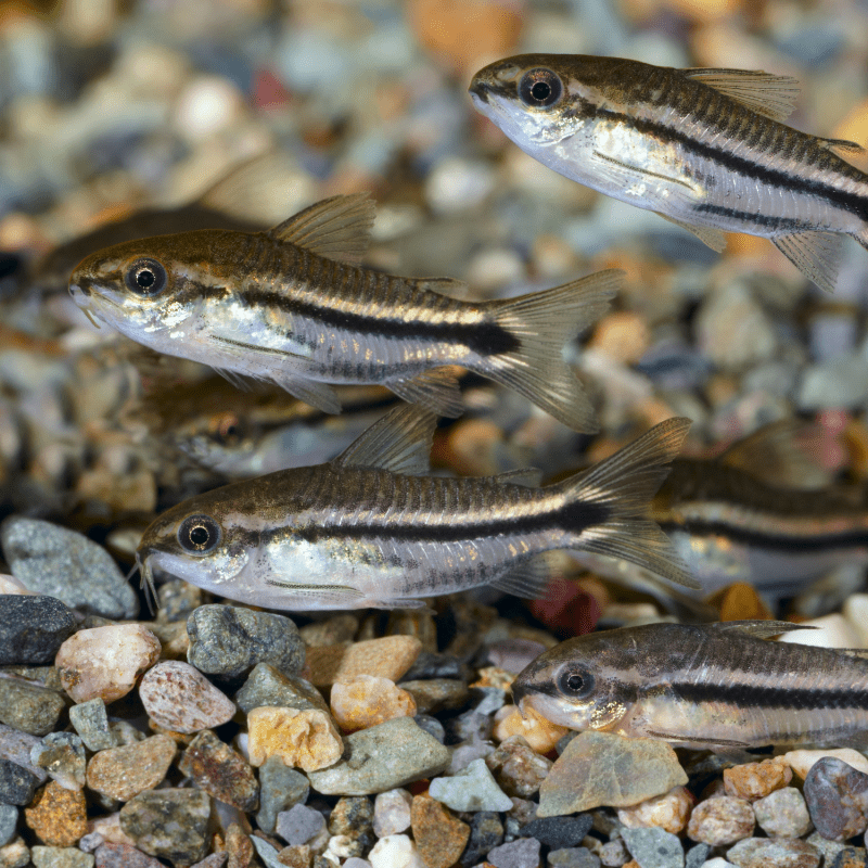 Dwarf Pygmy Corydoras - Real Aquatics