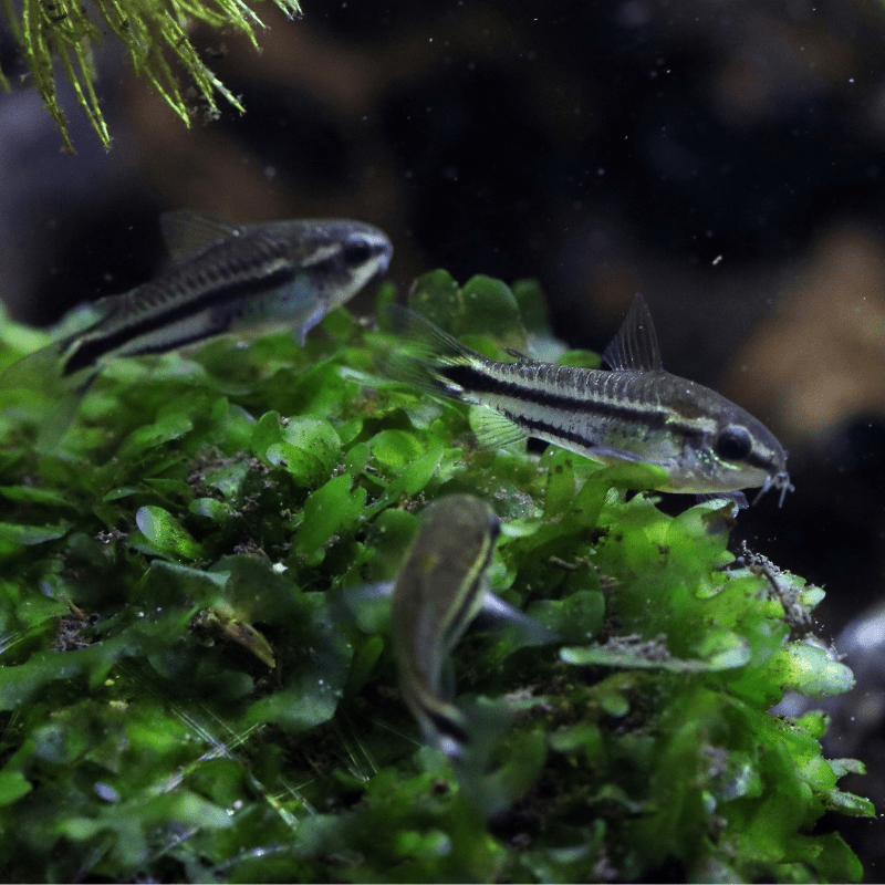 Dwarf Pygmy Corydoras - Real Aquatics