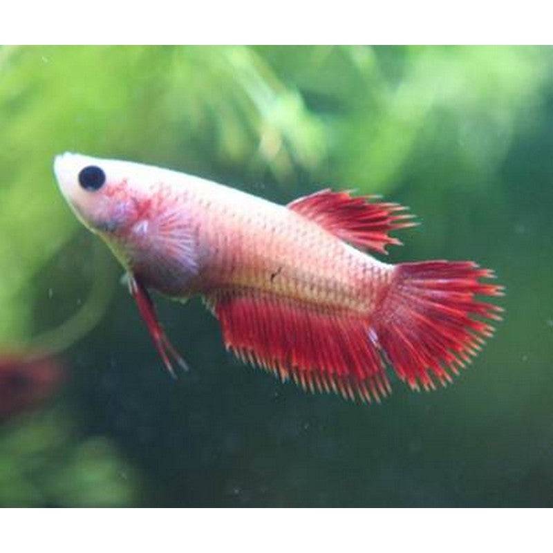 Female Siamese Betta Fighting Fish - Real Aquatics