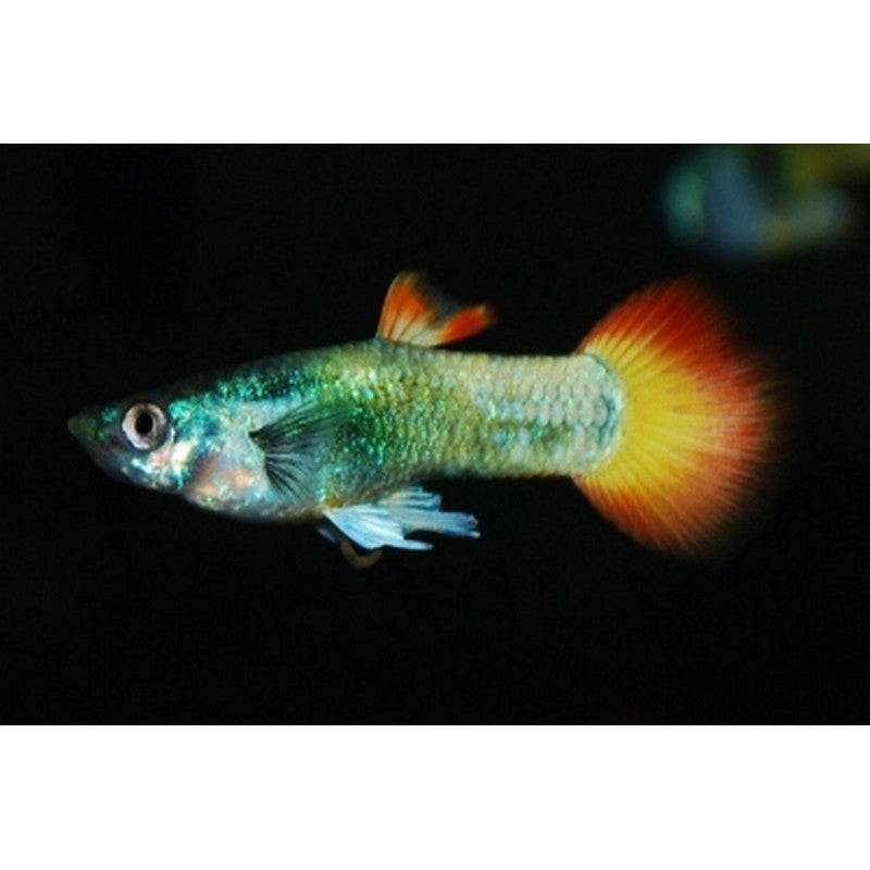 Flame Tail Male Guppy - Real Aquatics