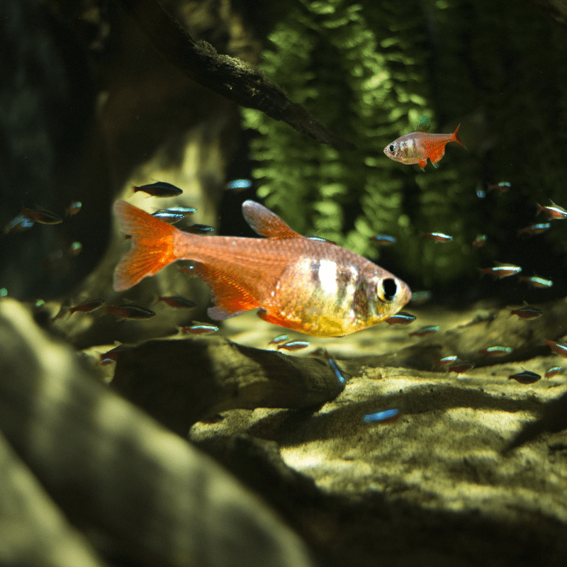 Flame Tetra - Real Aquatics