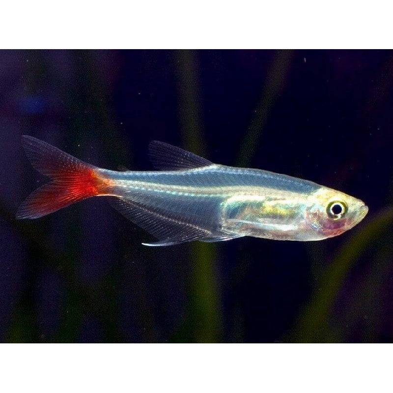 Glass Bloodfin Tetra - Real Aquatics