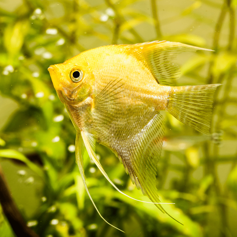 Golden Angel Fish Angelfish