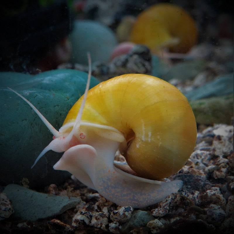 Golden Apple Snail Pomecaii - Real Aquatics