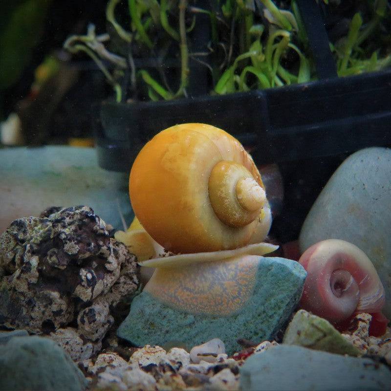 Golden Apple Snail Pomecaii - Real Aquatics